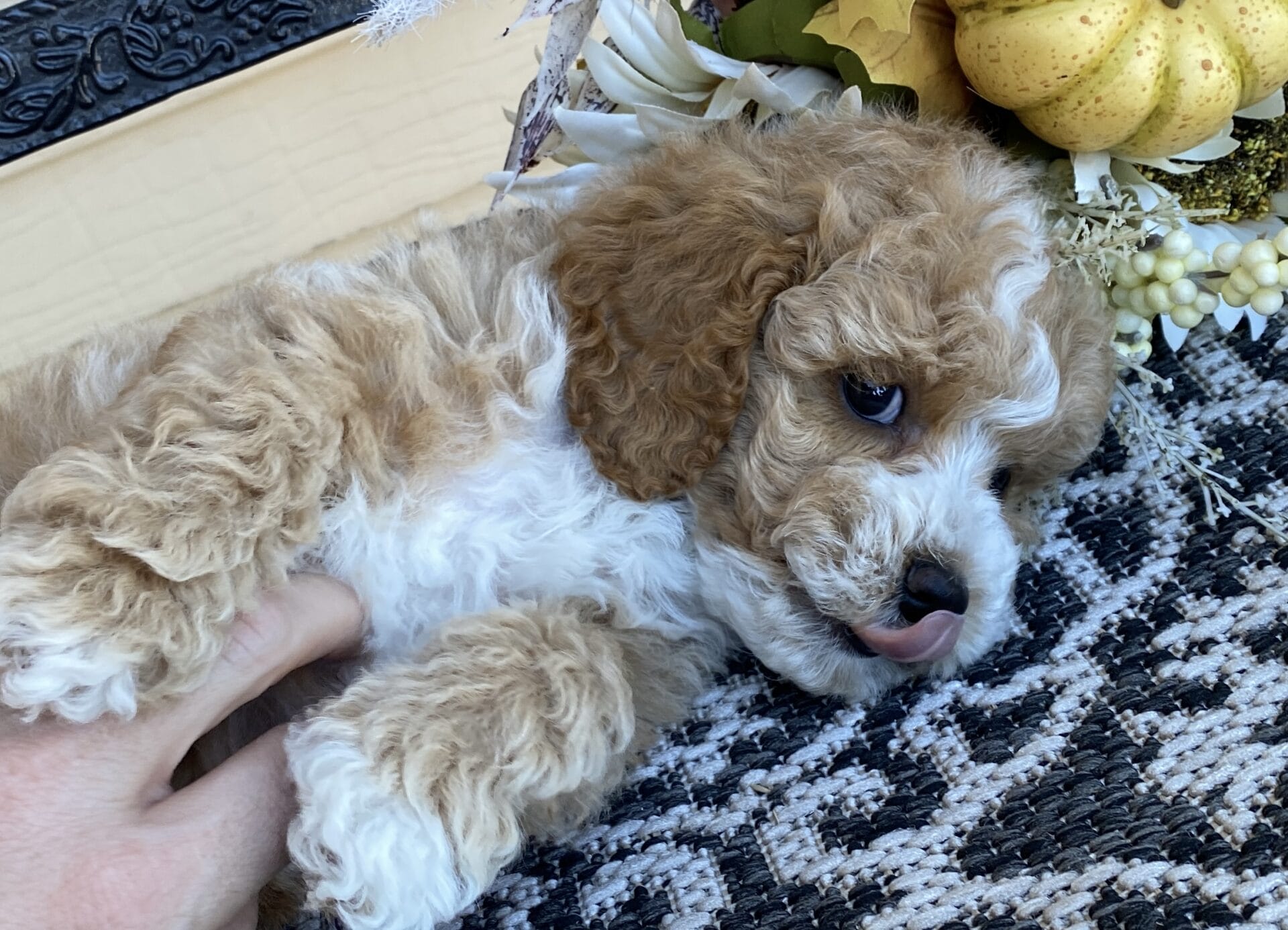 Ash - Teacup Goldendoodle Boy - Image 30