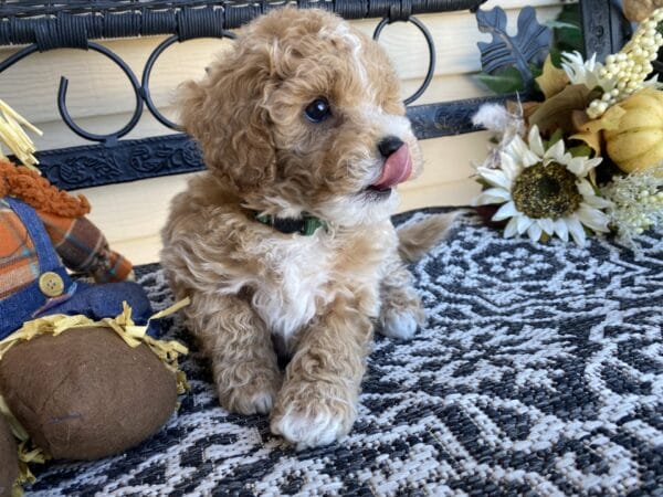 Torch - Teacup Goldendoodle Boy