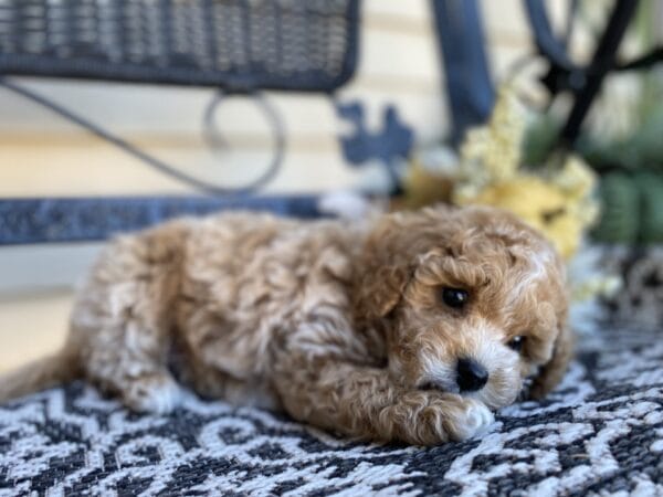 Torch - Teacup Goldendoodle Boy - Image 37