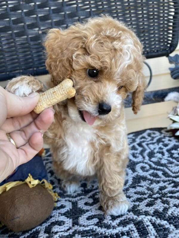 Torch - Teacup Goldendoodle Boy - Image 39