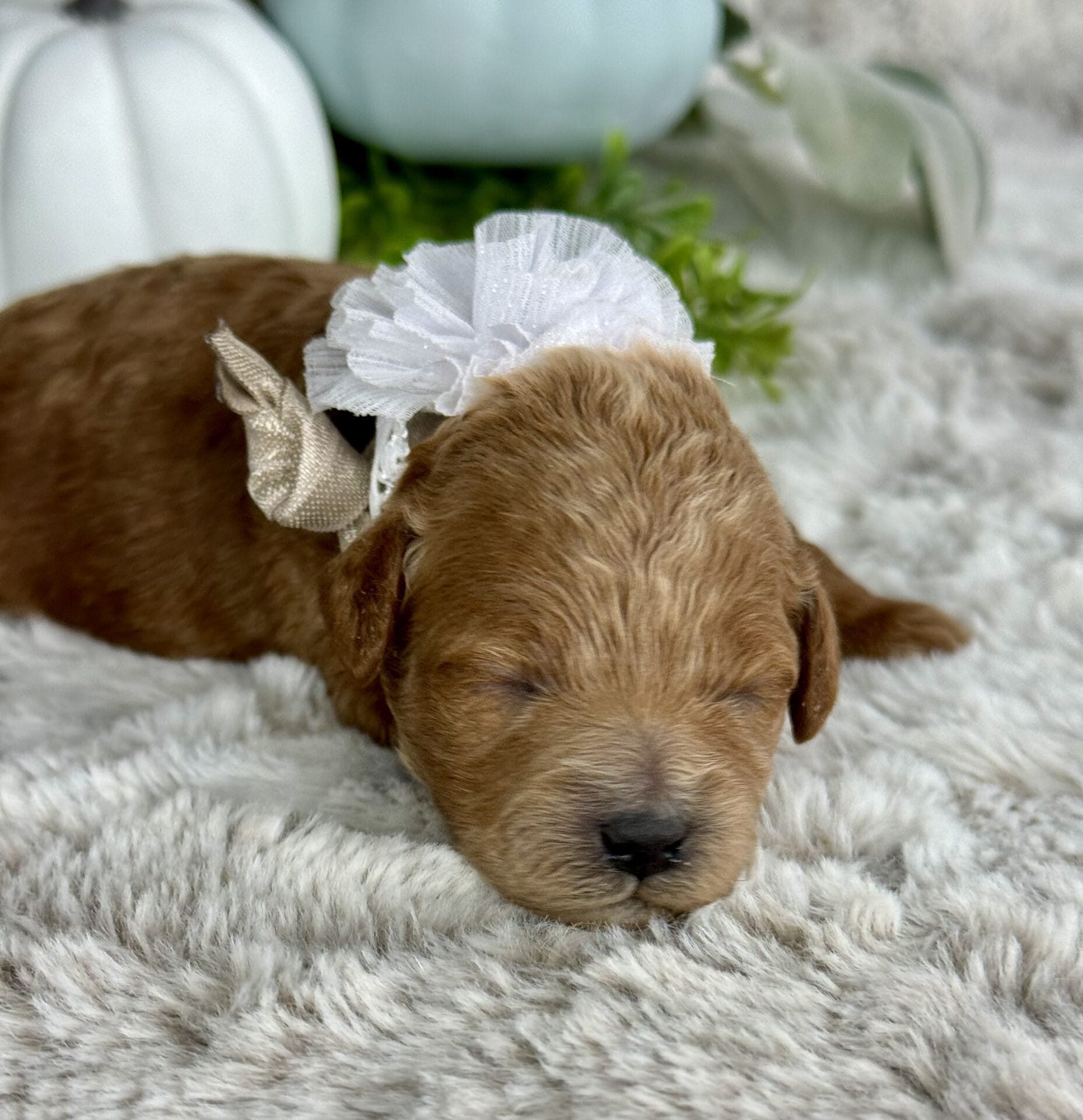 Vixen - Micro Goldendoodle Girl - Image 6