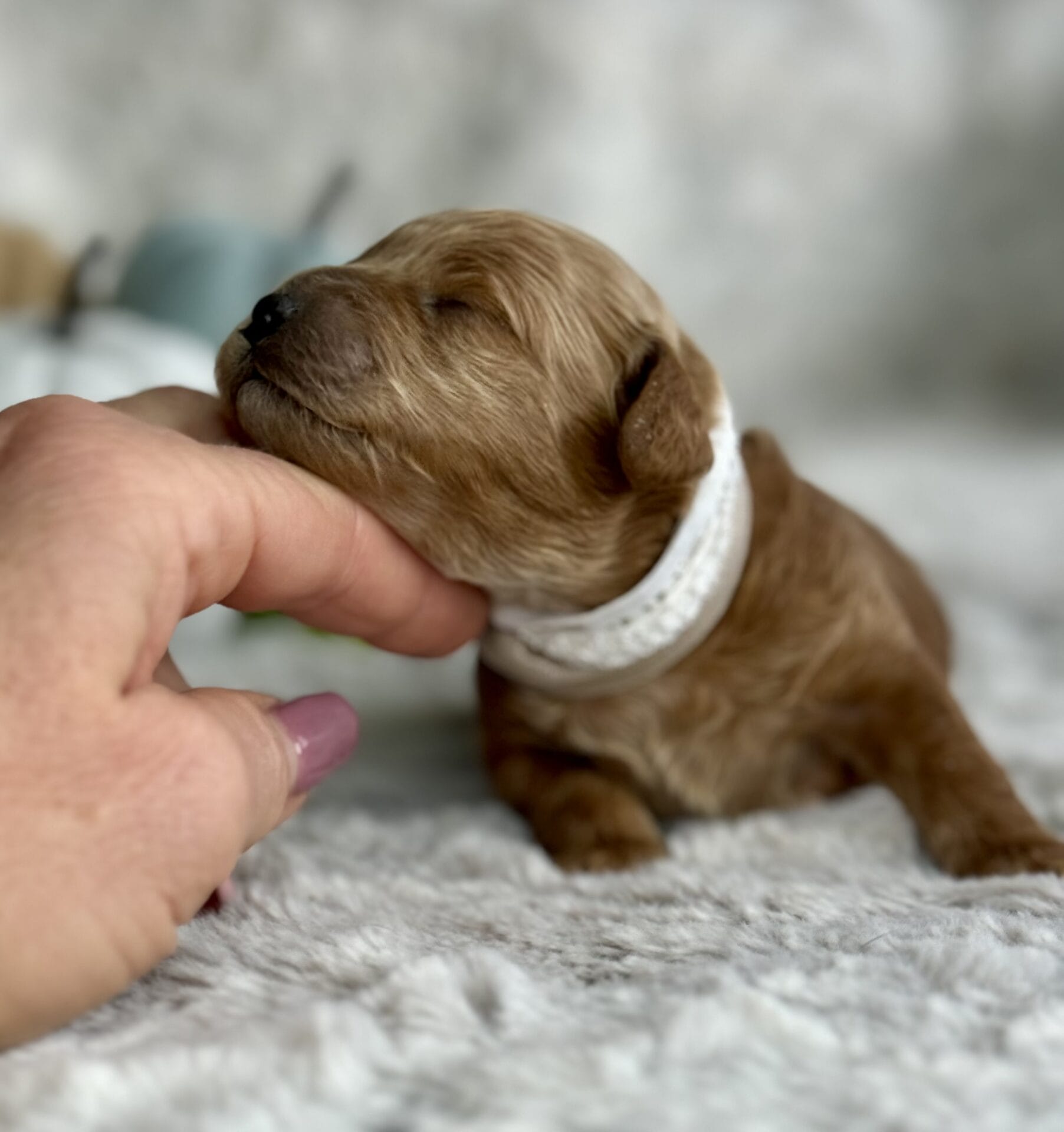 Vixen - Micro Goldendoodle Girl - Image 3