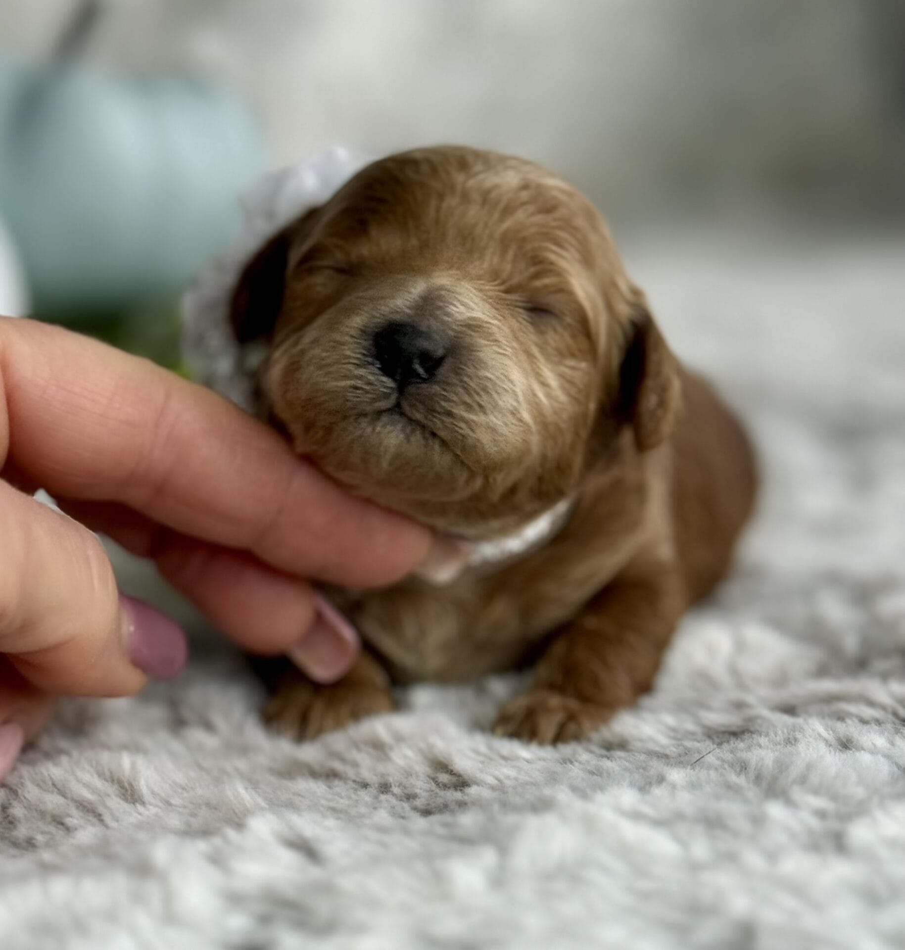 Vixen - Micro Goldendoodle Girl - Image 2