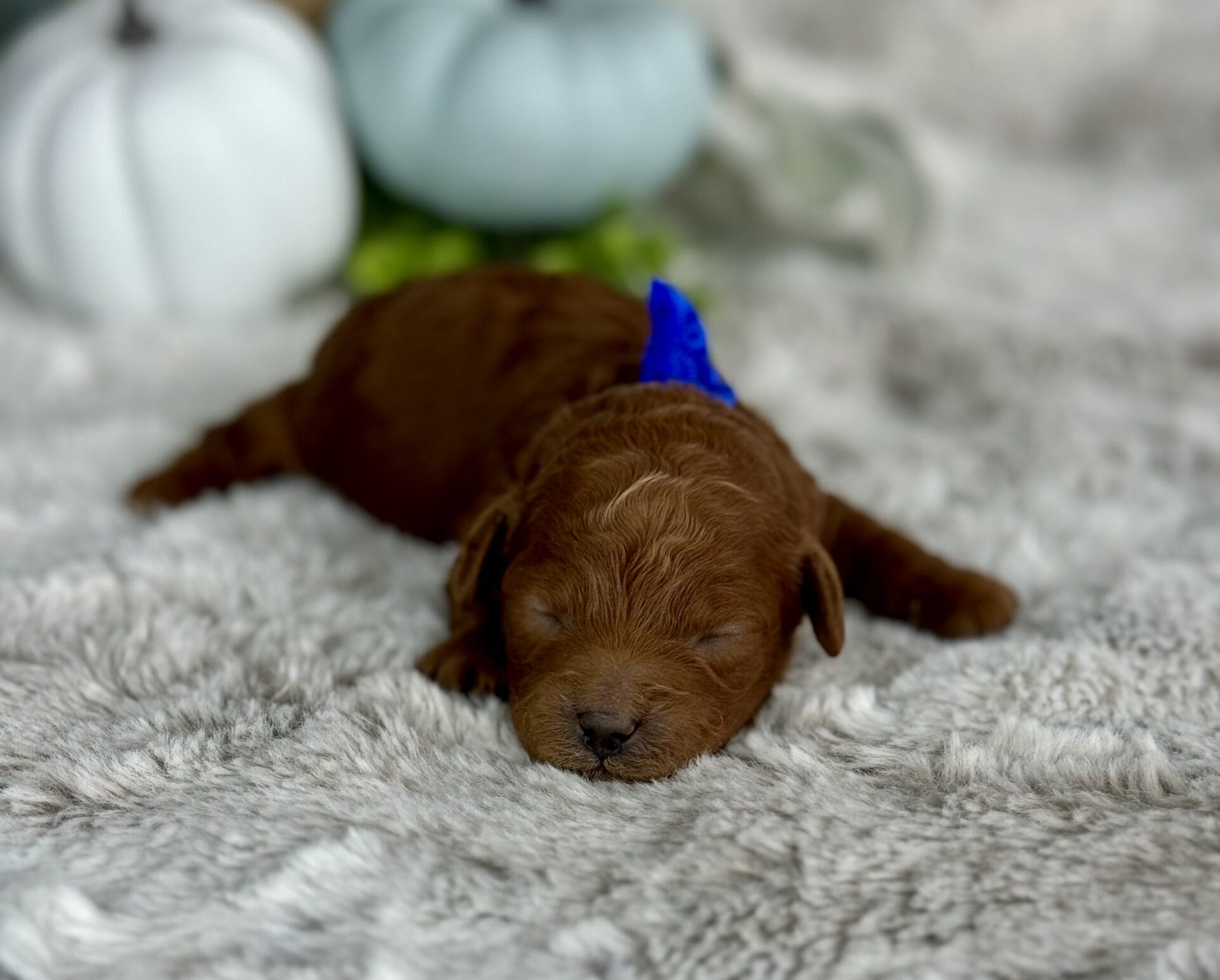 Comet - Micro Goldendoodle Boy - Image 5