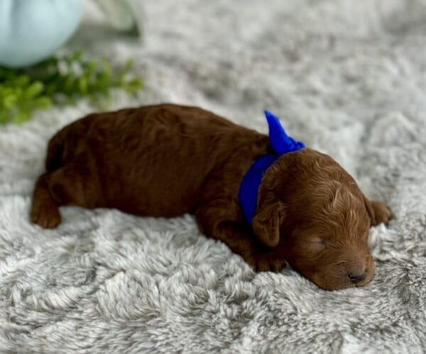 Comet - Micro Goldendoodle Boy - Image 2