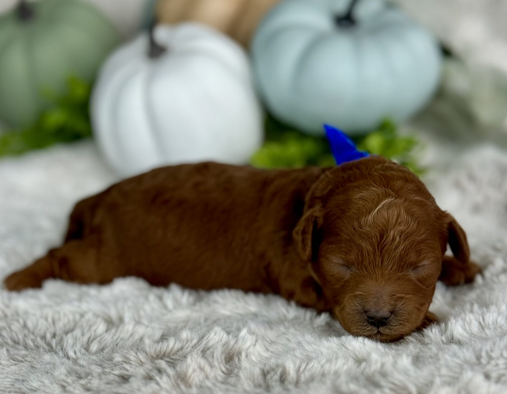 Comet - Micro Goldendoodle Boy - Image 6