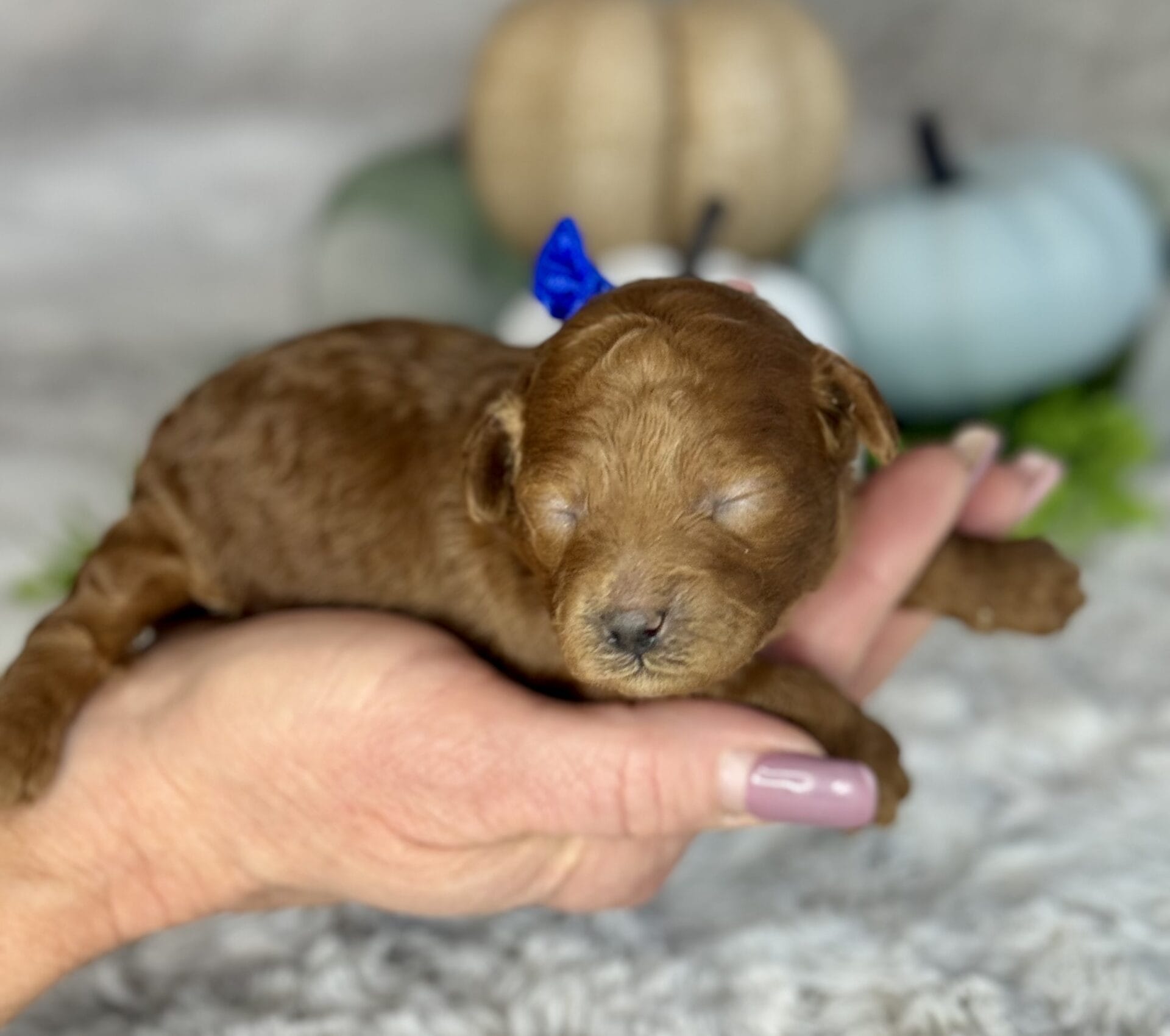 Comet - Micro Goldendoodle Boy - Image 3