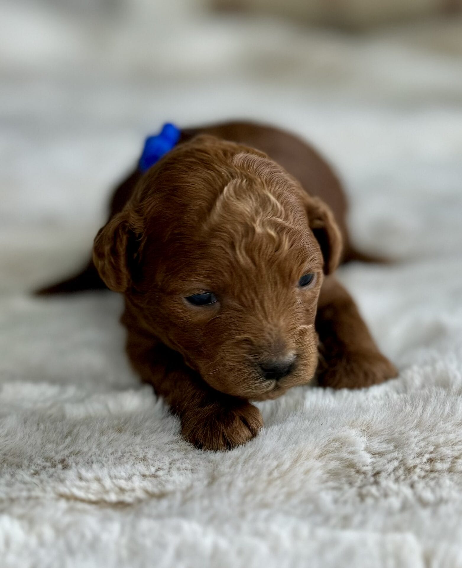 Comet - Micro Goldendoodle Boy - Image 7