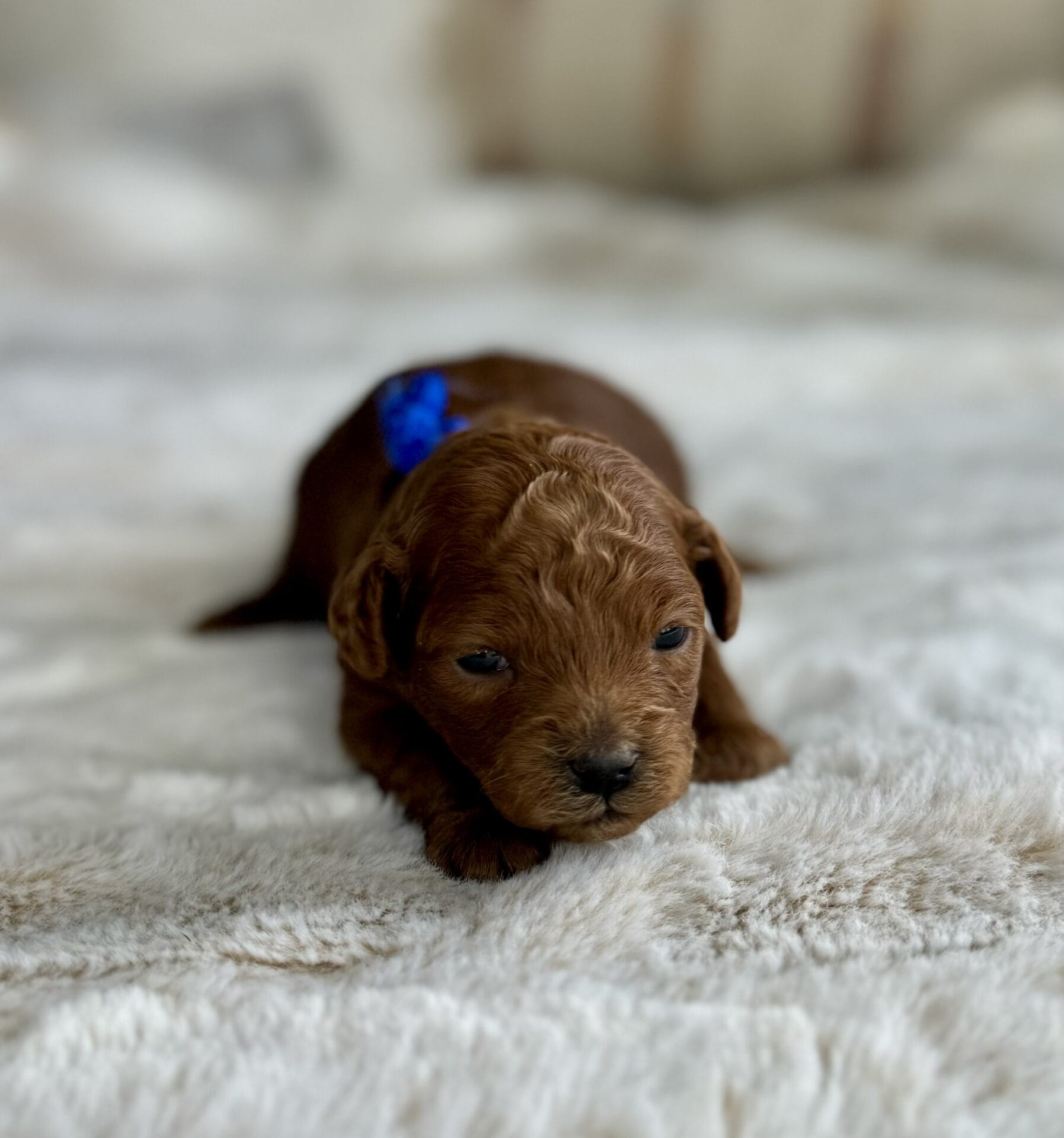 Comet - Micro Goldendoodle Boy - Image 9