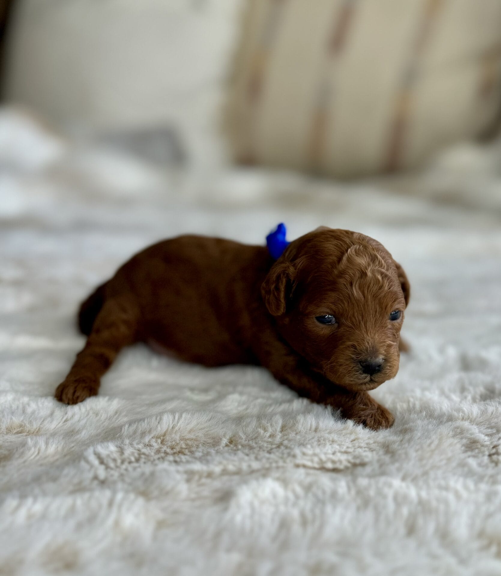 Comet - Micro Goldendoodle Boy - Image 8