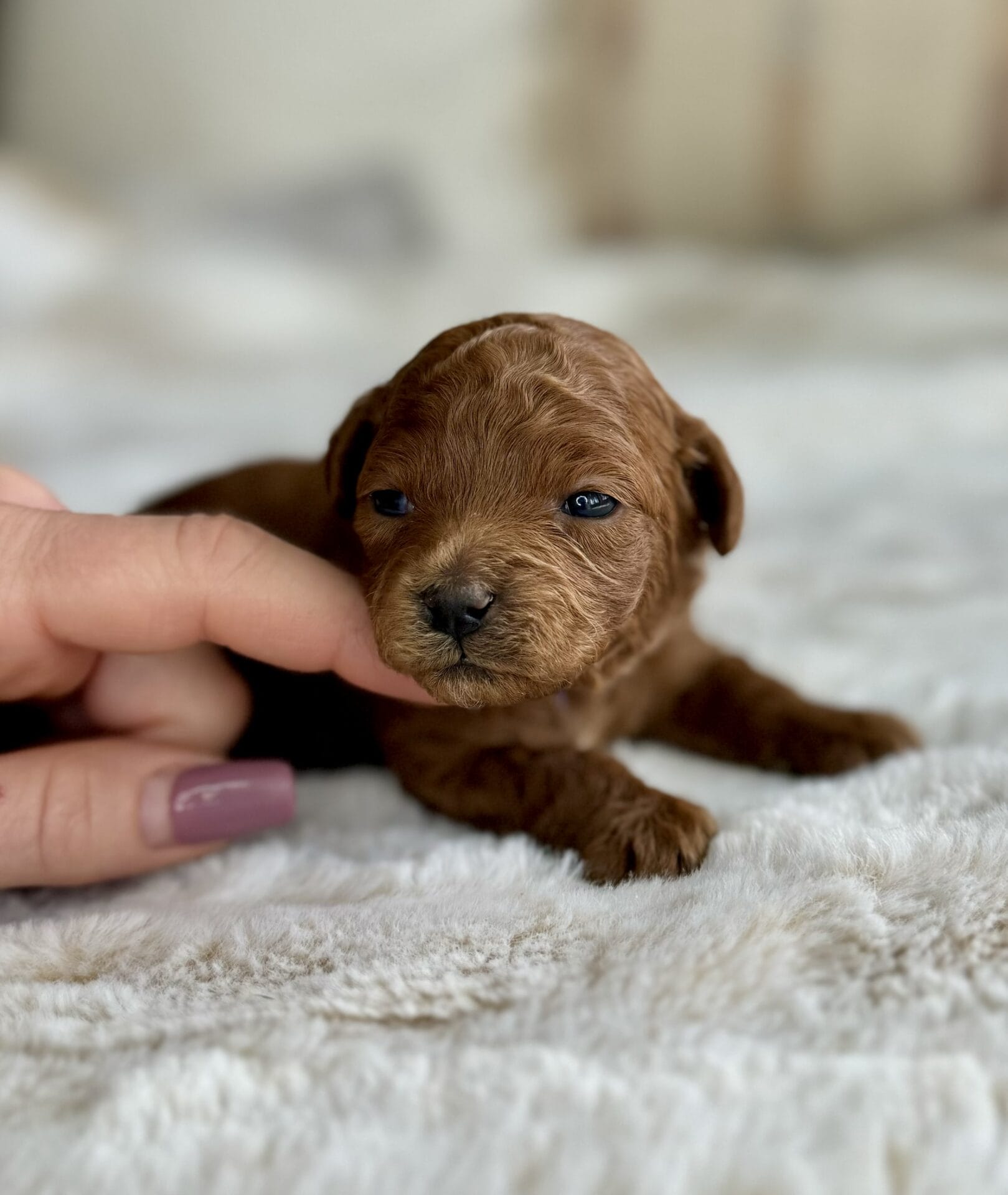 Comet - Micro Goldendoodle Boy