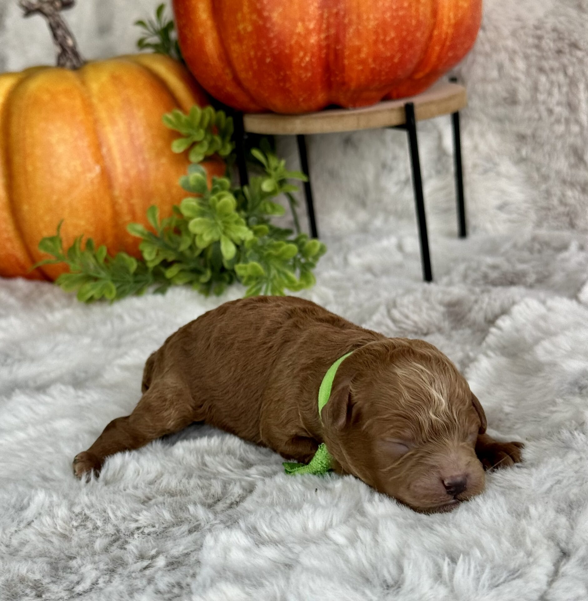 Dasher - Micro Goldendoodle Boy - Image 6