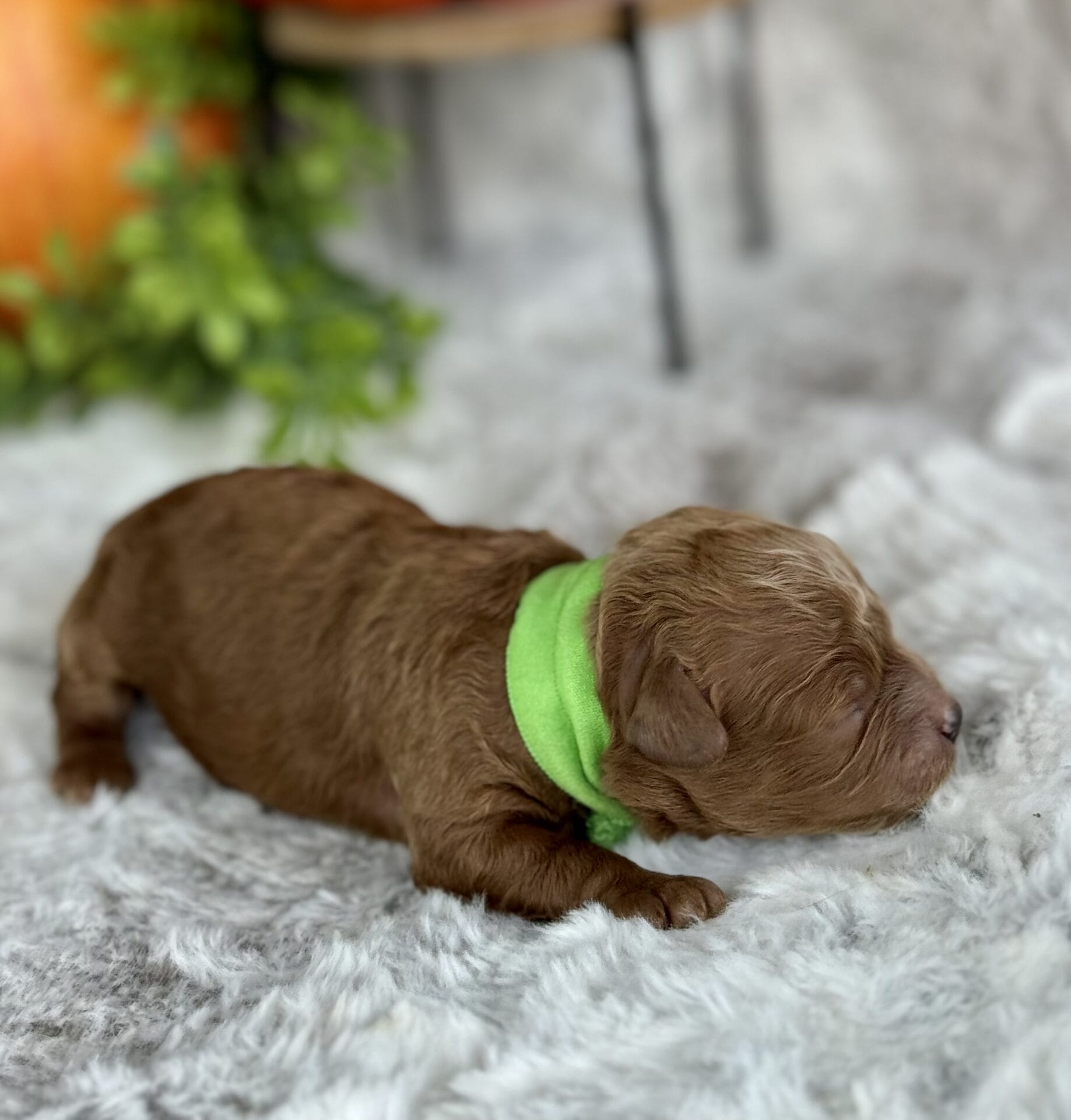 Dasher - Micro Goldendoodle Boy - Image 5