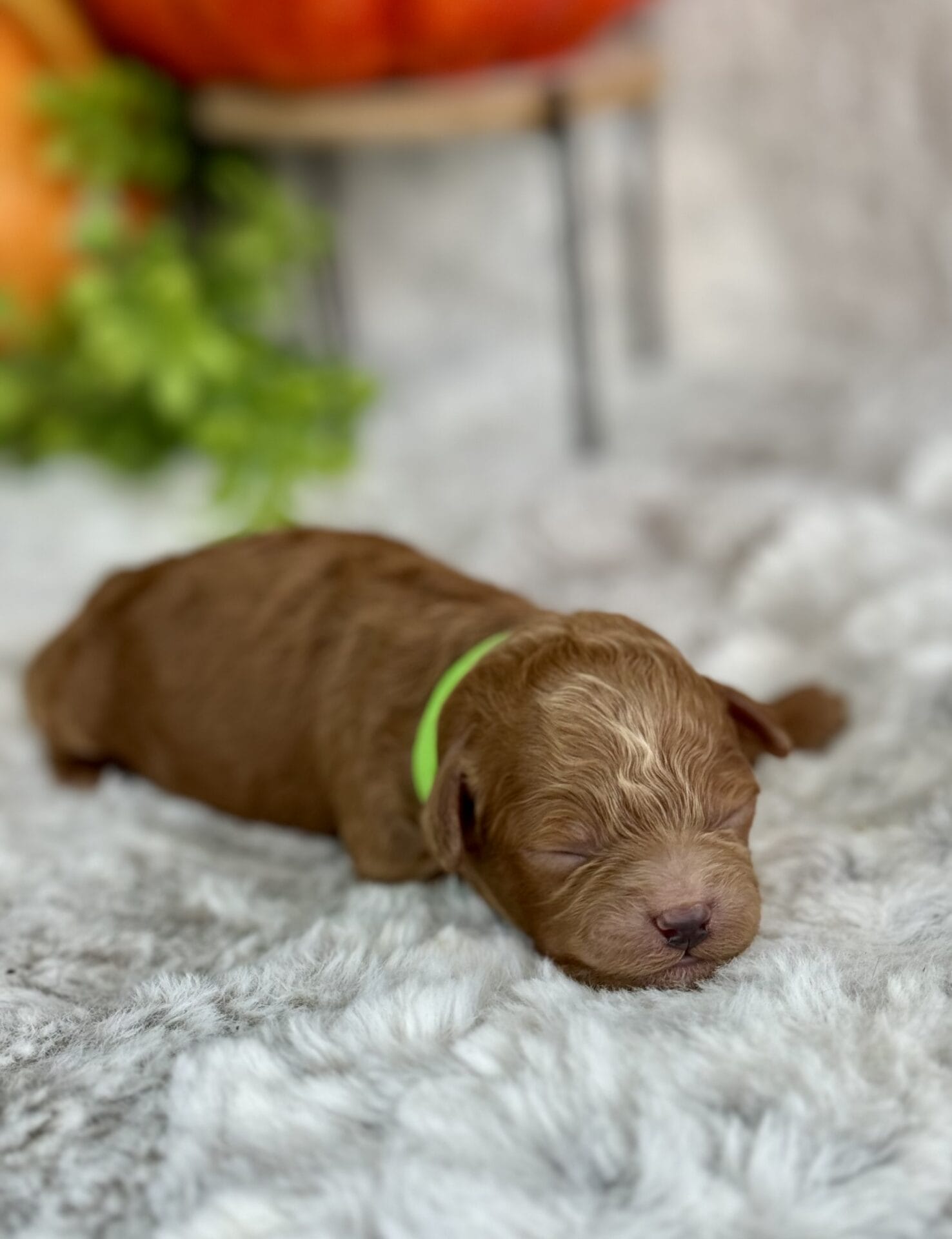 Dasher - Micro Goldendoodle Boy - Image 7