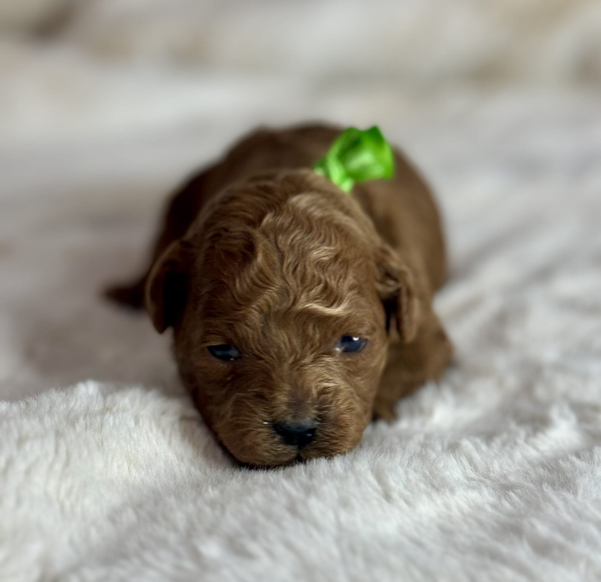 Dasher - Micro Goldendoodle Boy - Image 2