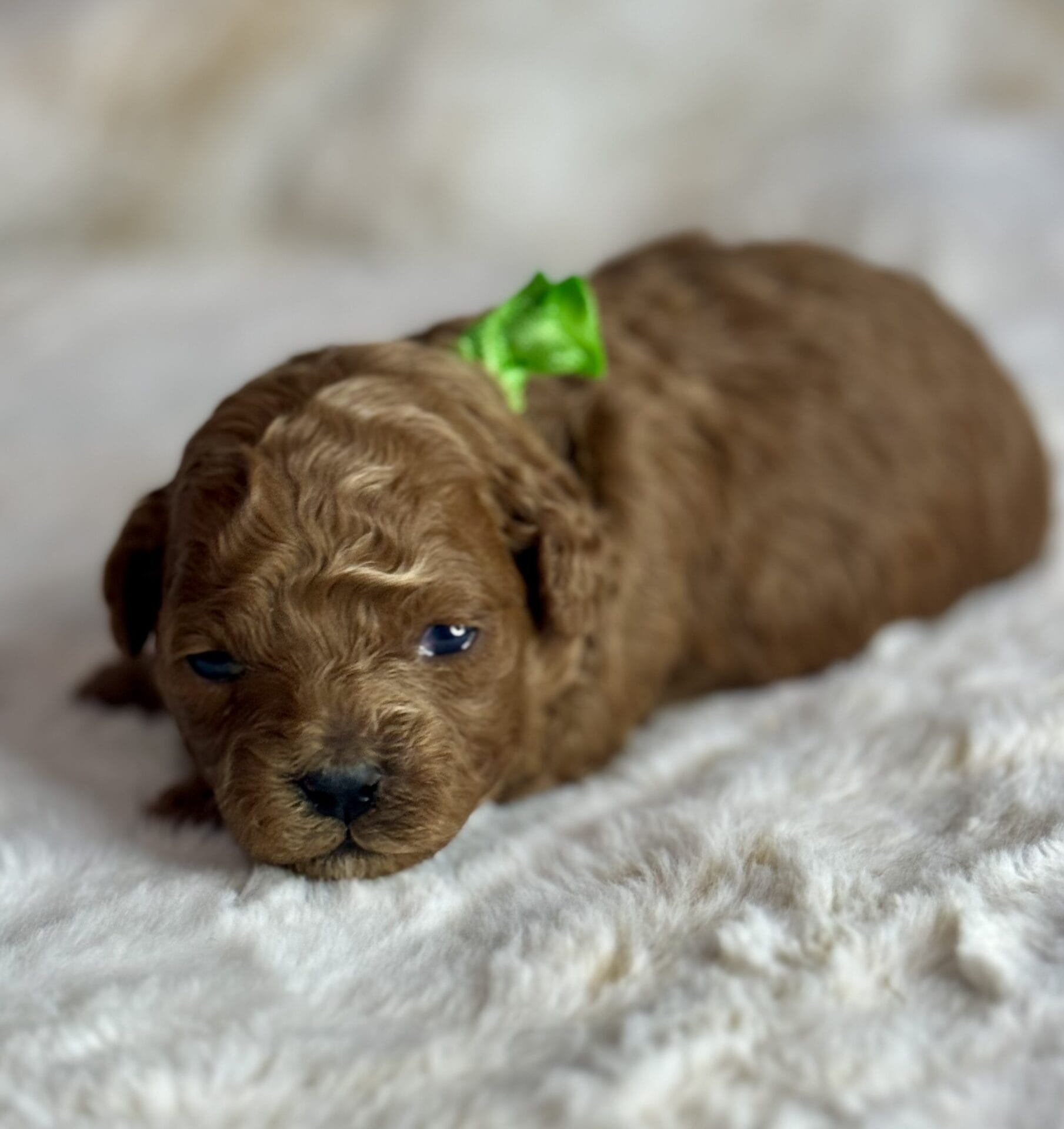 Dasher - Micro Goldendoodle Boy - Image 3