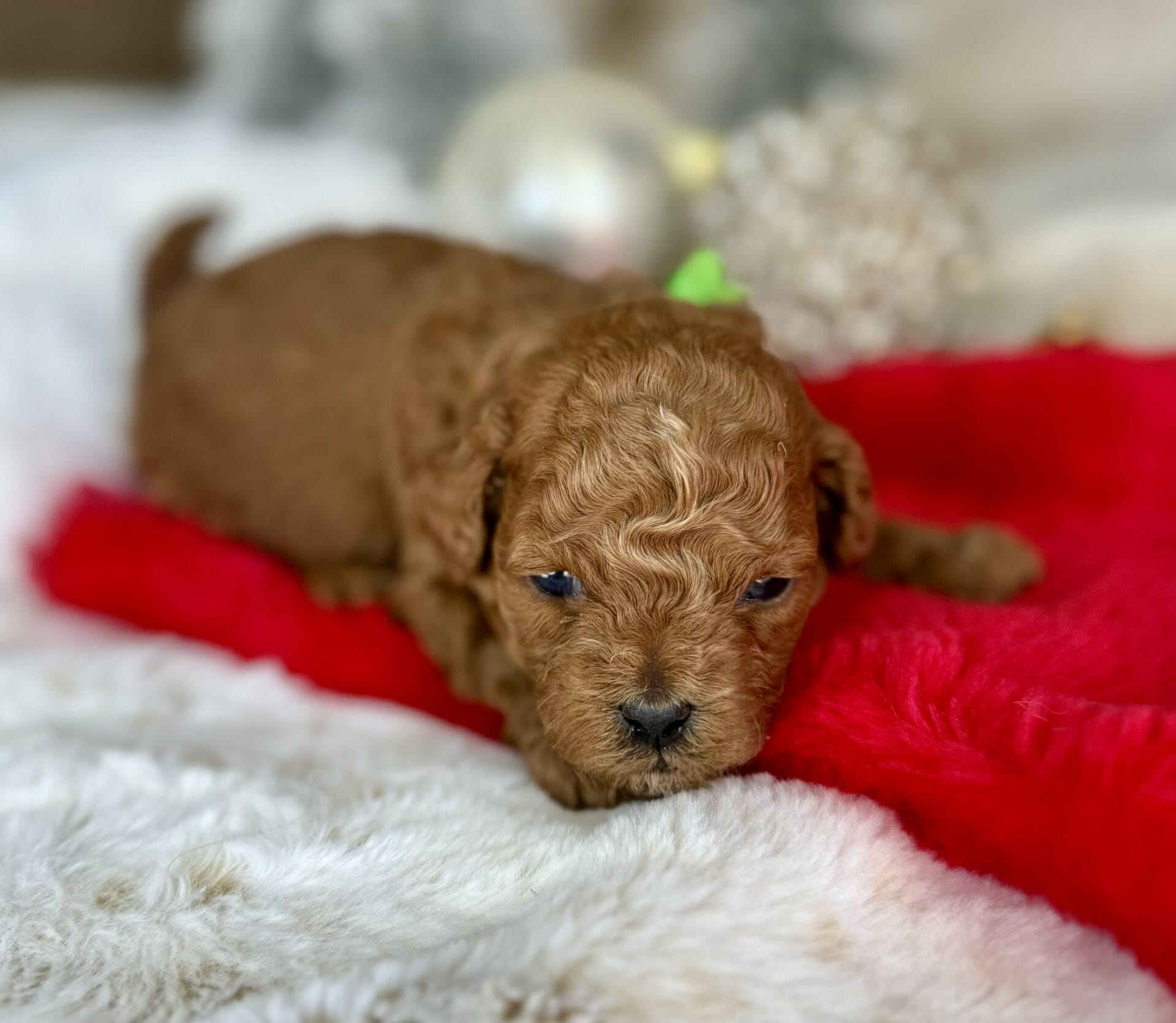 Dasher - Micro Goldendoodle Boy - Image 11