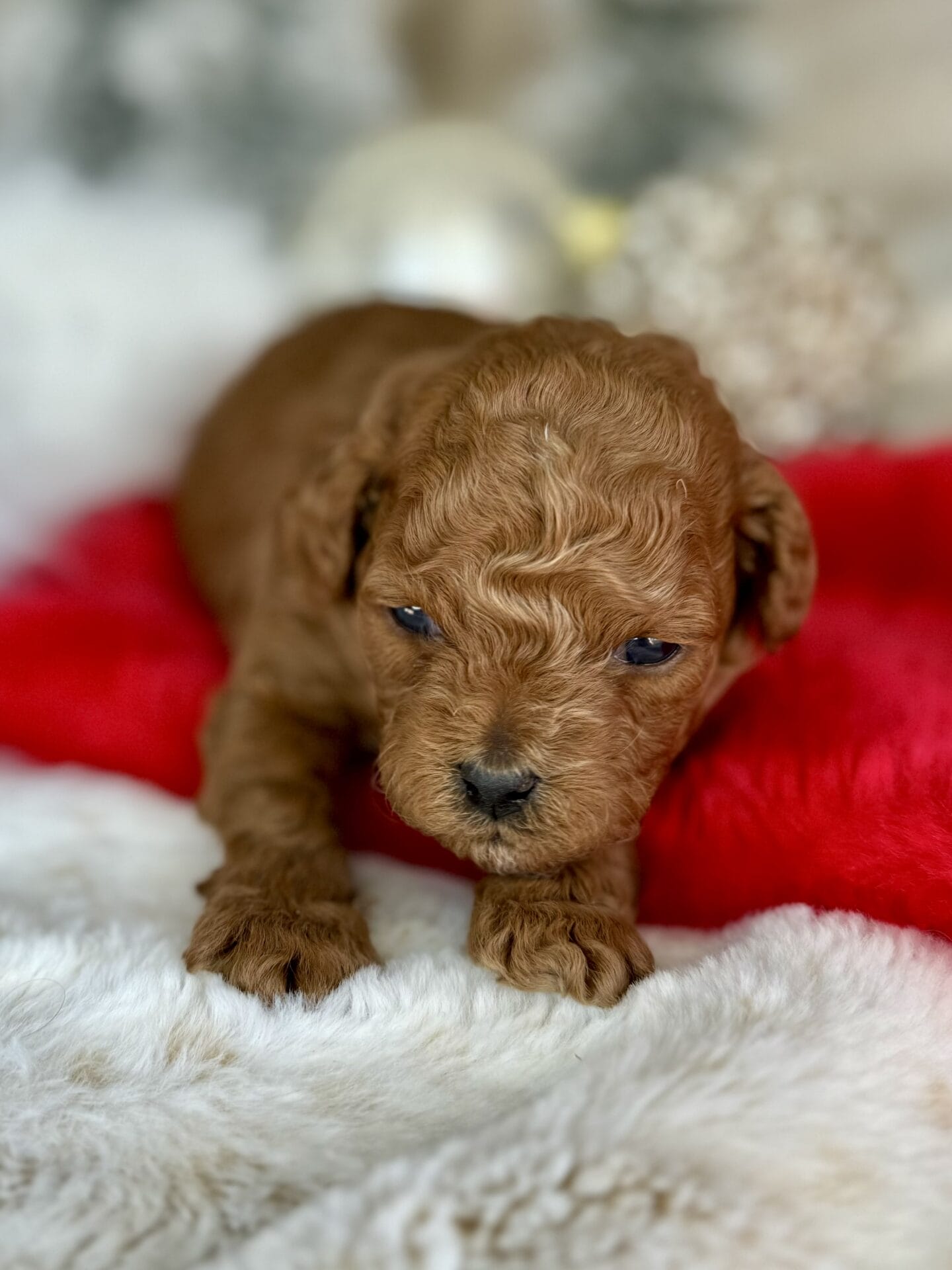 Dasher - Micro Goldendoodle Boy - Image 10