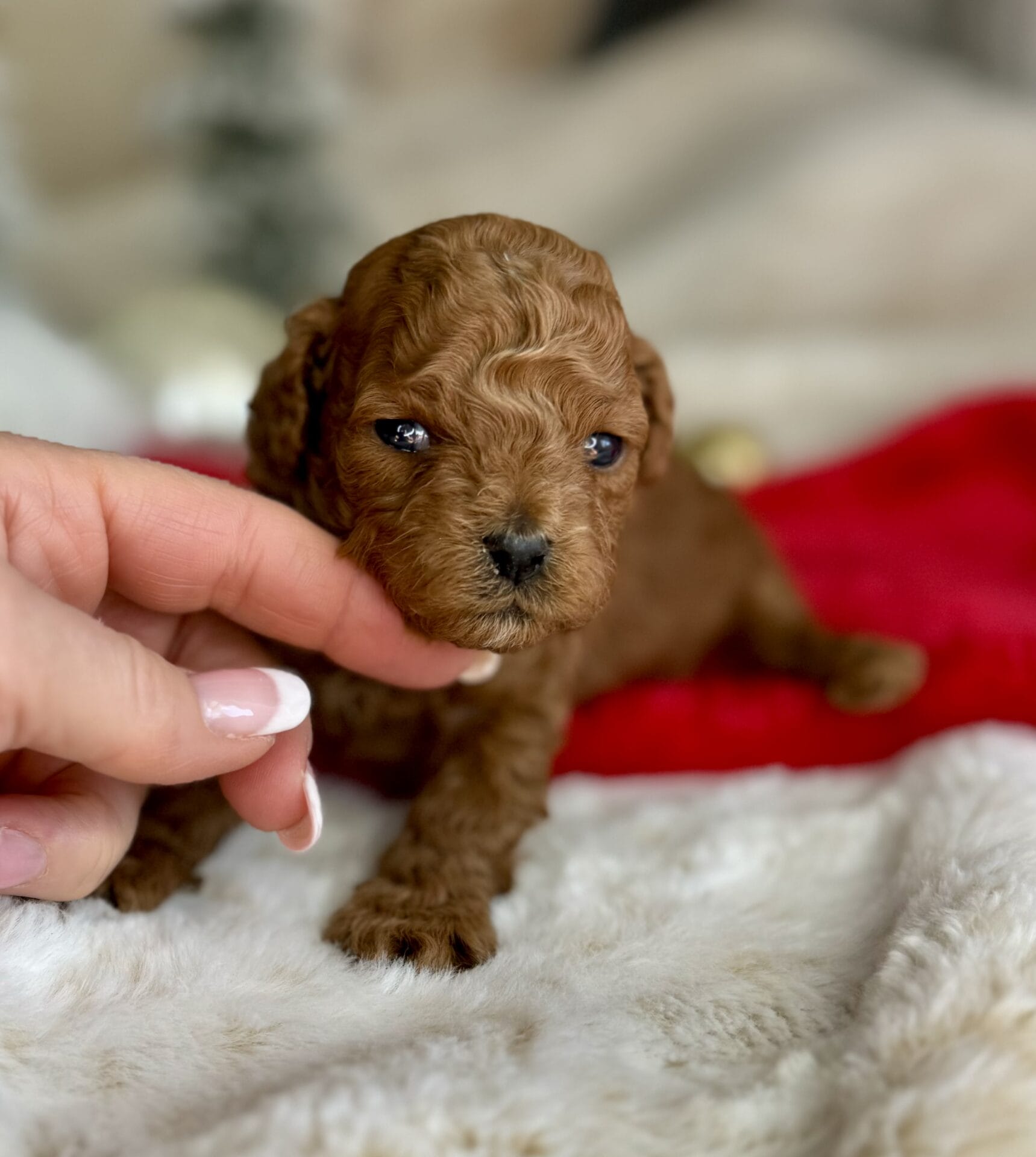 Dasher - Micro Goldendoodle Boy - Image 12