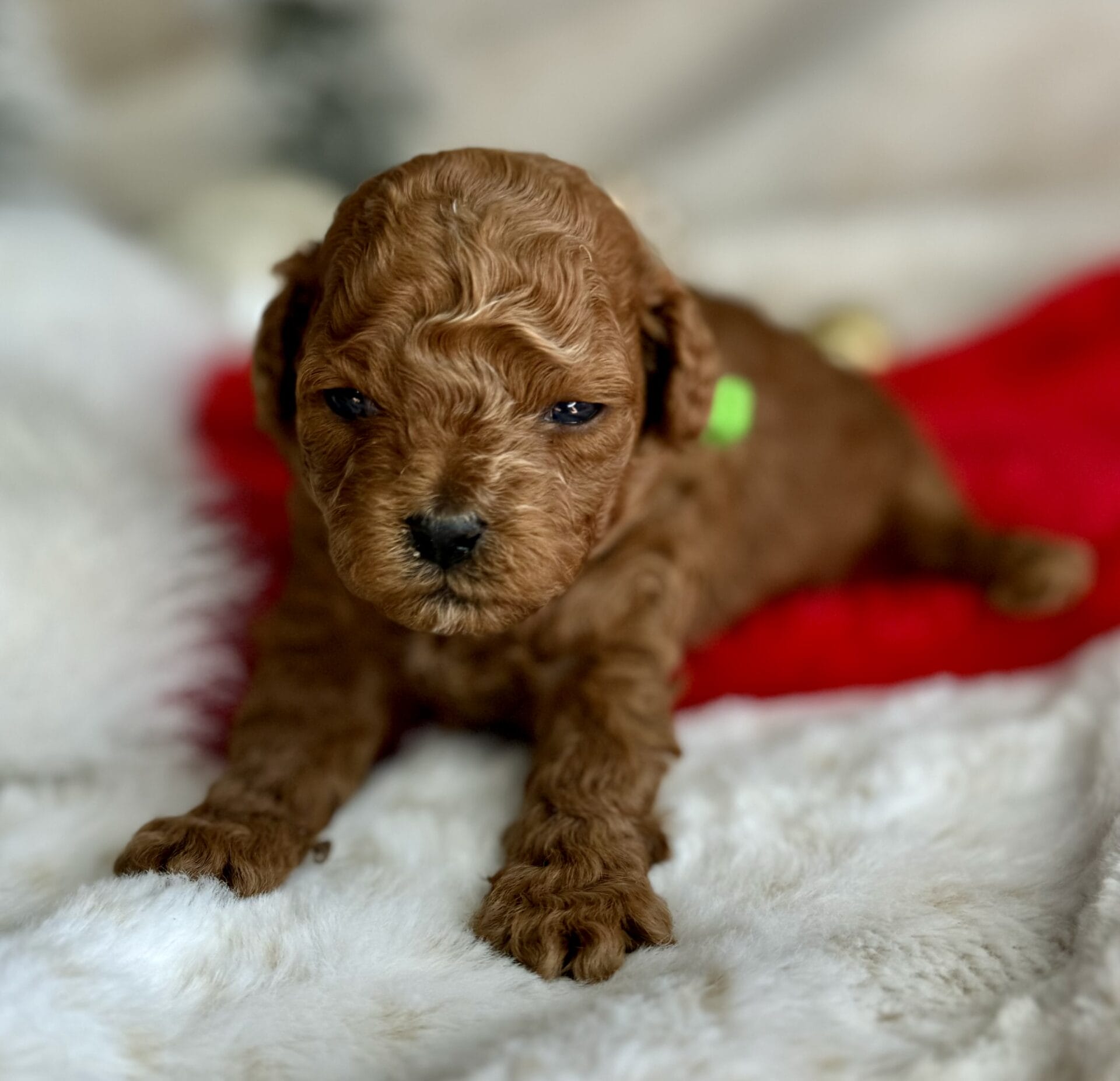 Dasher - Micro Goldendoodle Boy