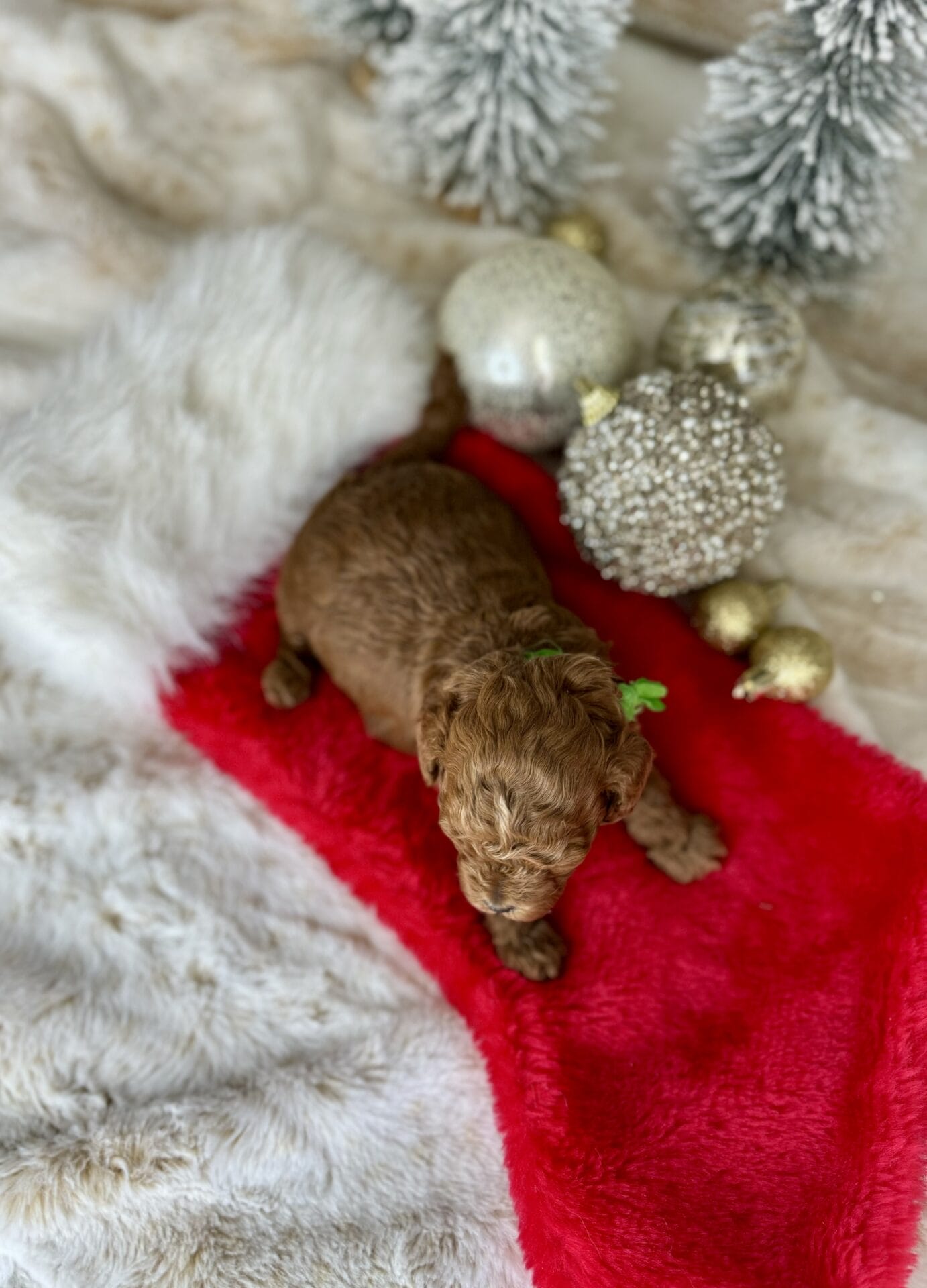 Dasher - Micro Goldendoodle Boy - Image 13