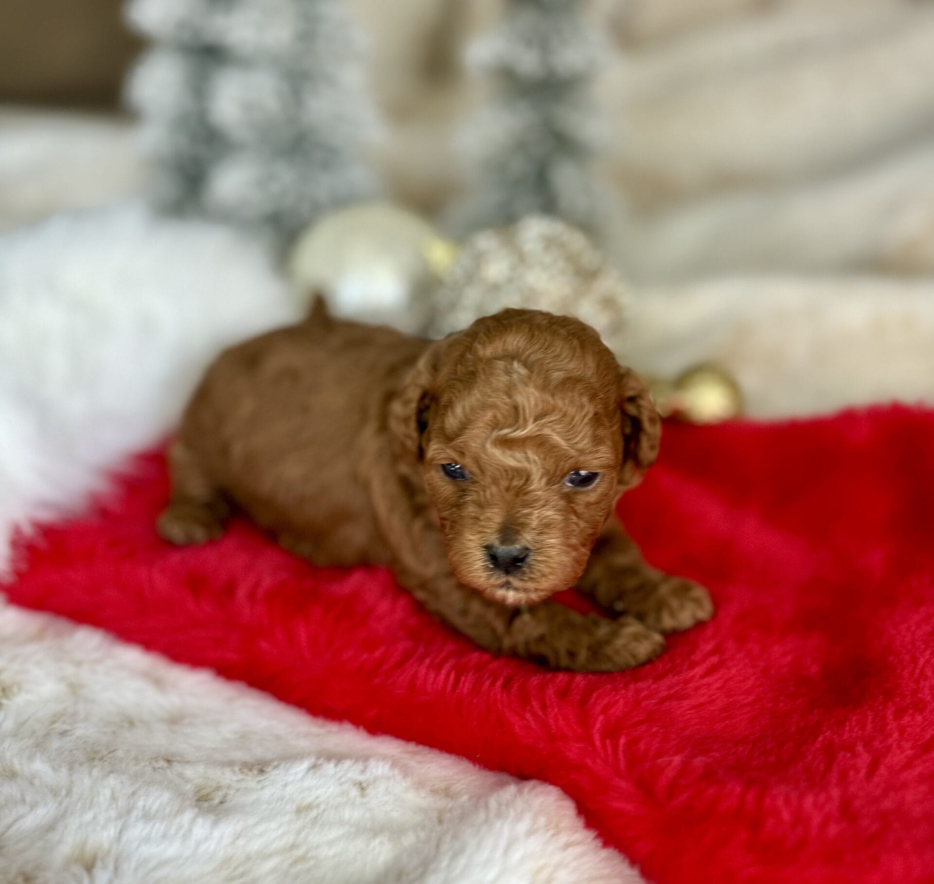 Dasher - Micro Goldendoodle Boy - Image 14