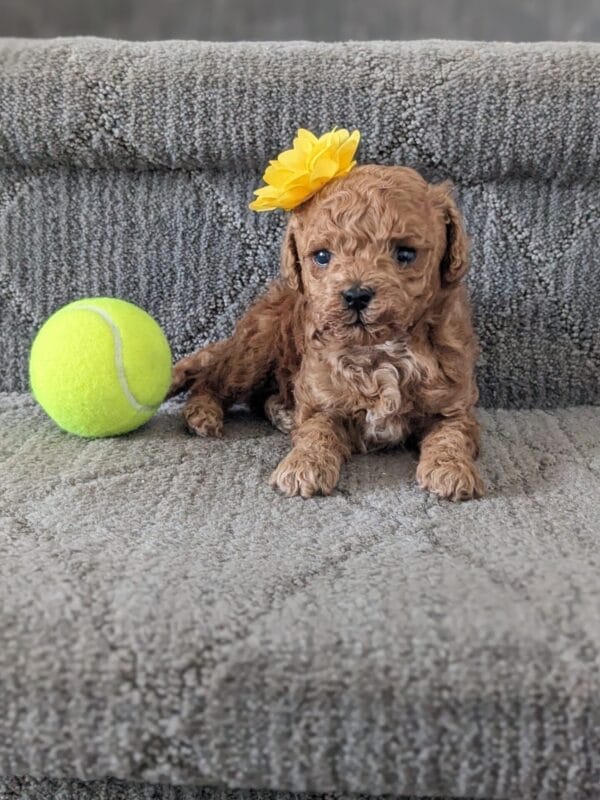 Indie - Micro Goldendoodle Girl - Image 12