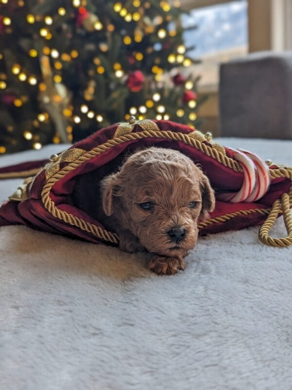 Indie - Micro Goldendoodle Girl - Image 6