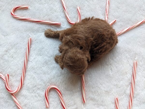 Indie - Micro Goldendoodle Girl - Image 3