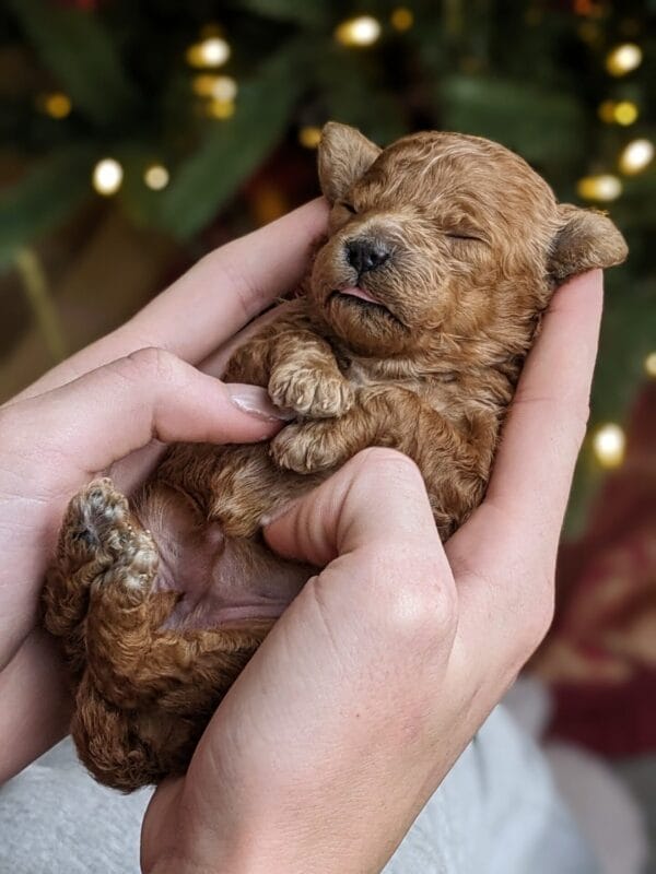 Indie - Micro Goldendoodle Girl - Image 9