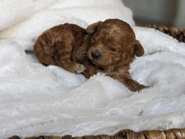 Indie - Micro Goldendoodle Girl - Image 11