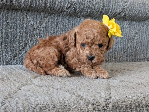 Indie - Micro Goldendoodle Girl - Image 13