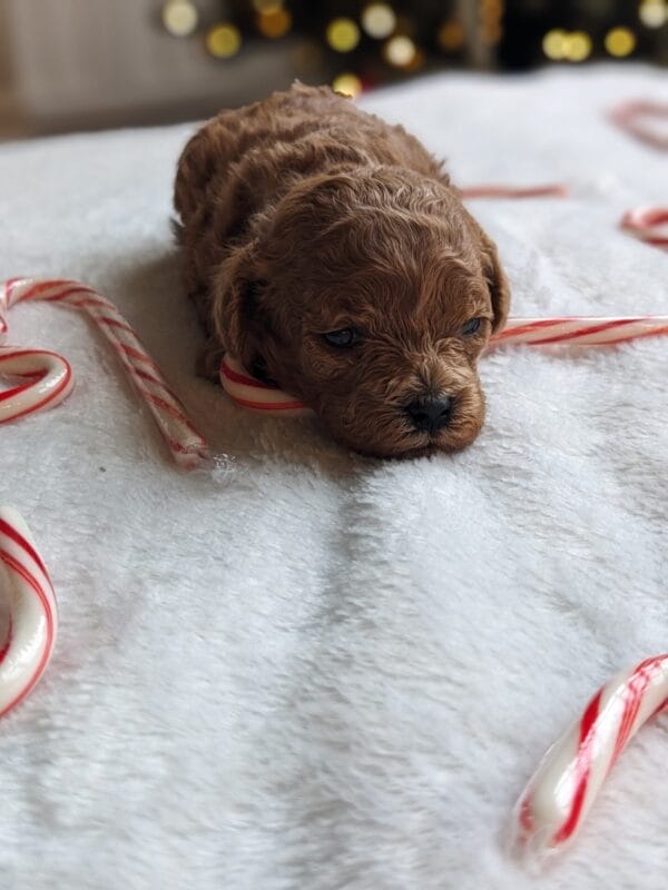 Indie - Micro Goldendoodle Girl - Image 2