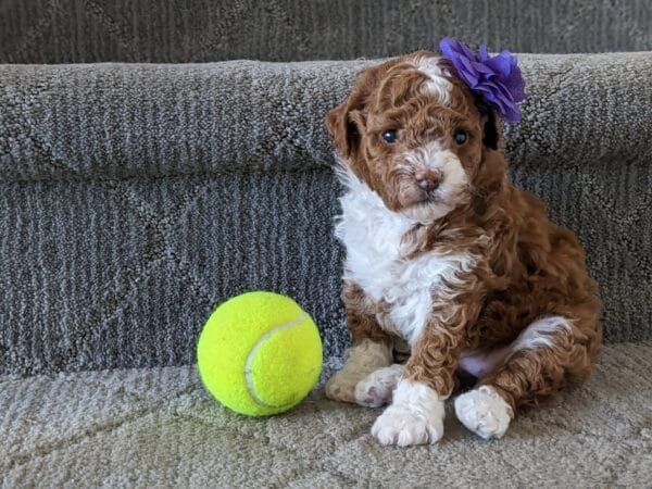 Oakley - Micro Goldendoodle Girl - Image 12