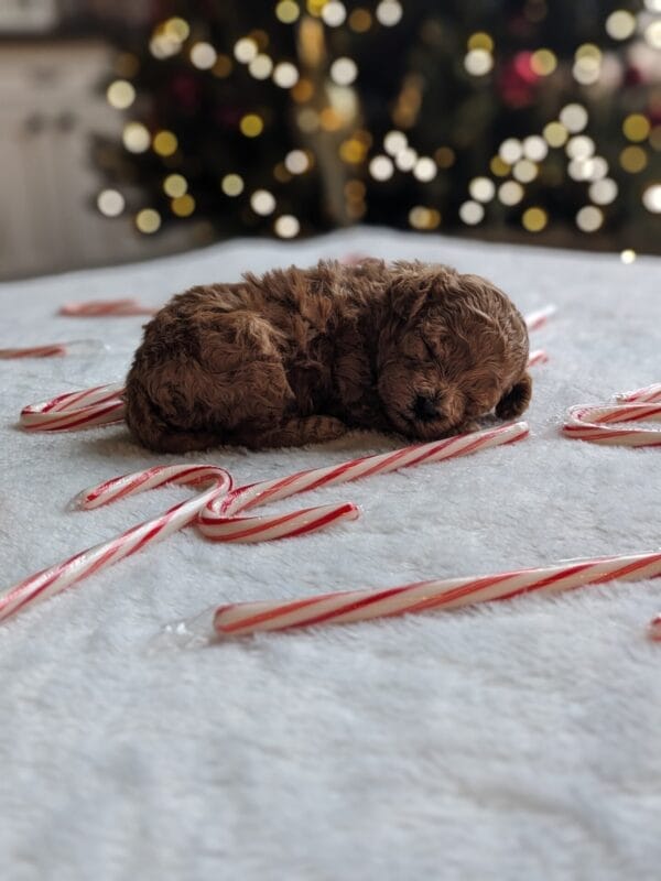 Indie - Micro Goldendoodle Girl - Image 4