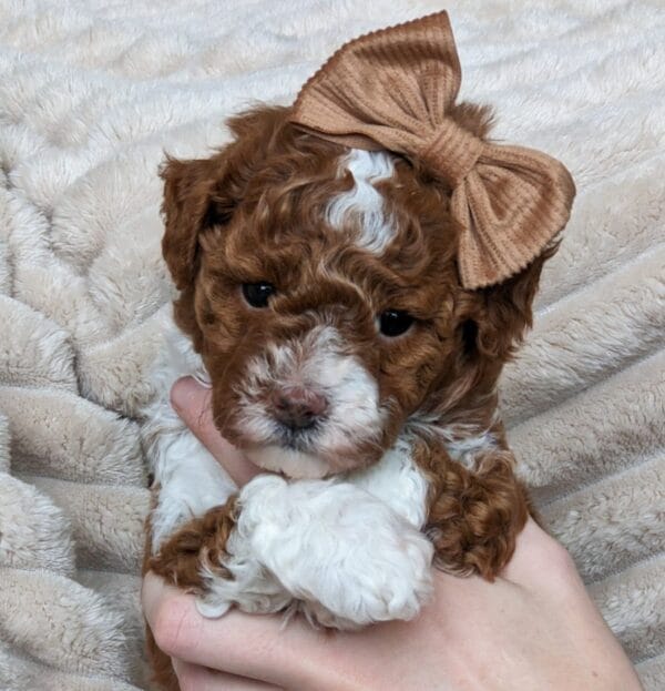 Oakley - Micro Goldendoodle Girl