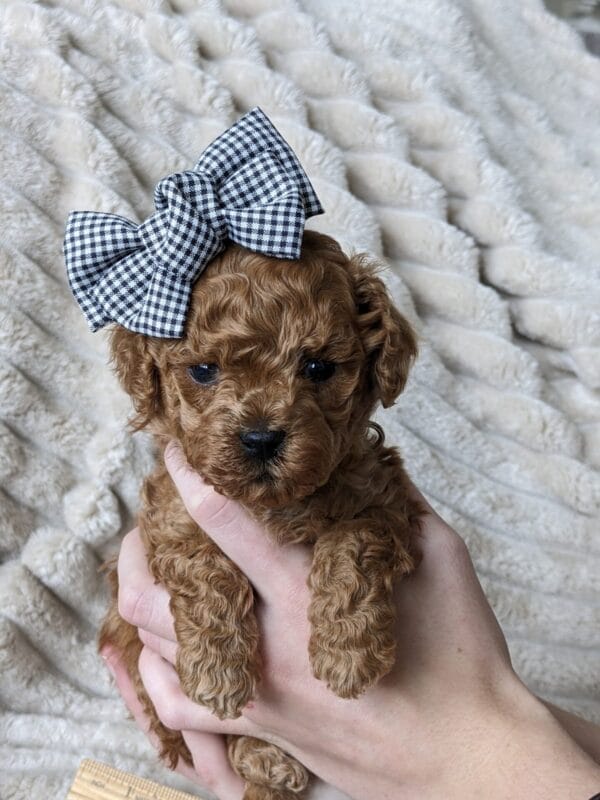 Indie - Micro Goldendoodle Girl - Image 15