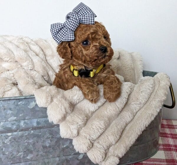 Indie - Micro Goldendoodle Girl - Image 16