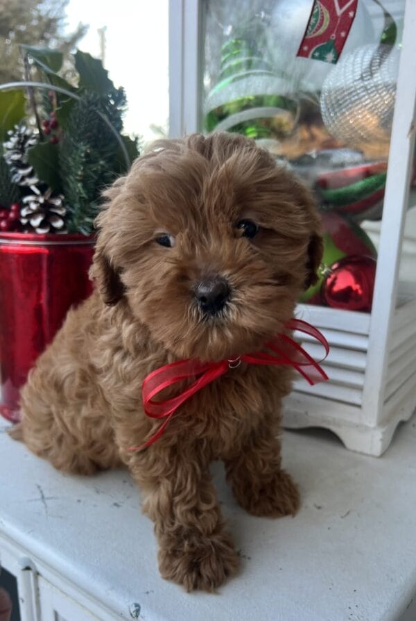 Cher - Mini Goldendoodle Girl - Image 3