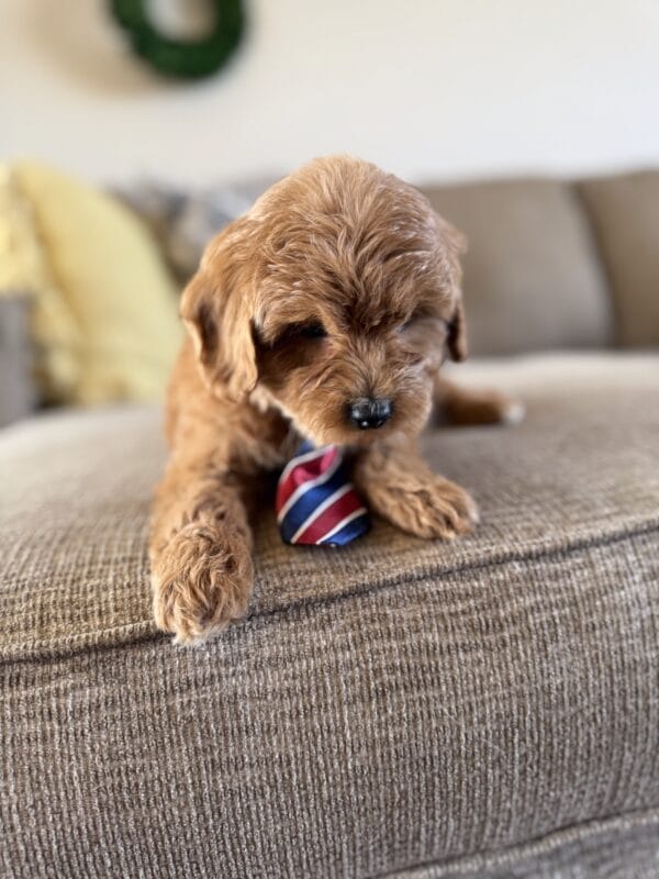 Benny - Toy Goldendoodle Boy - Image 6