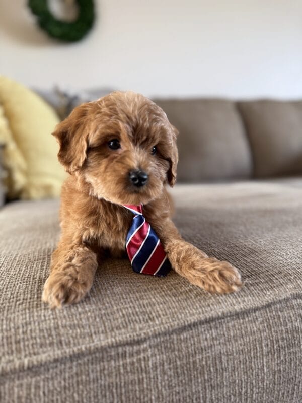 Benny - Toy Goldendoodle Boy