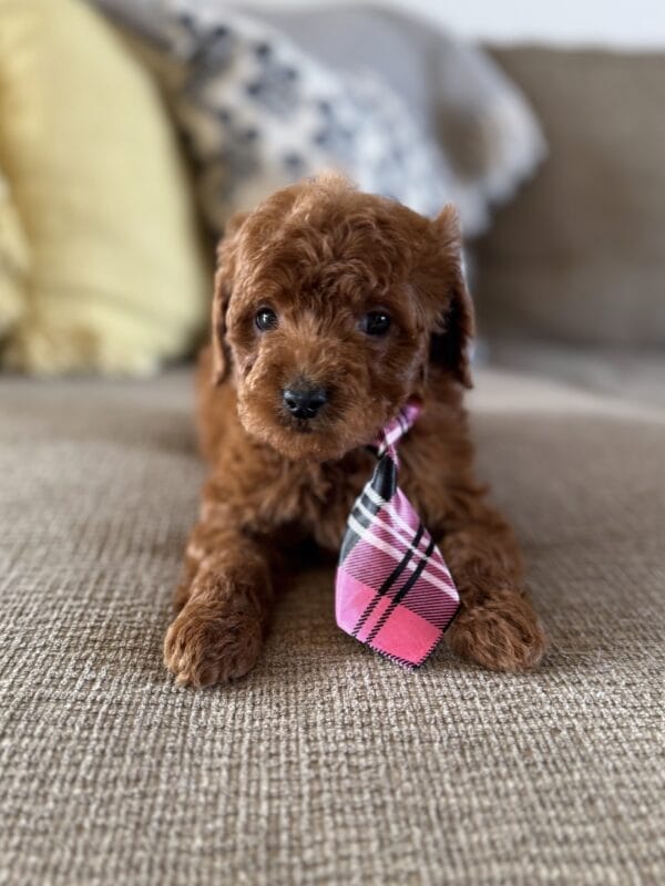 Ollie - Teacup Goldendoodle Boy - Image 4