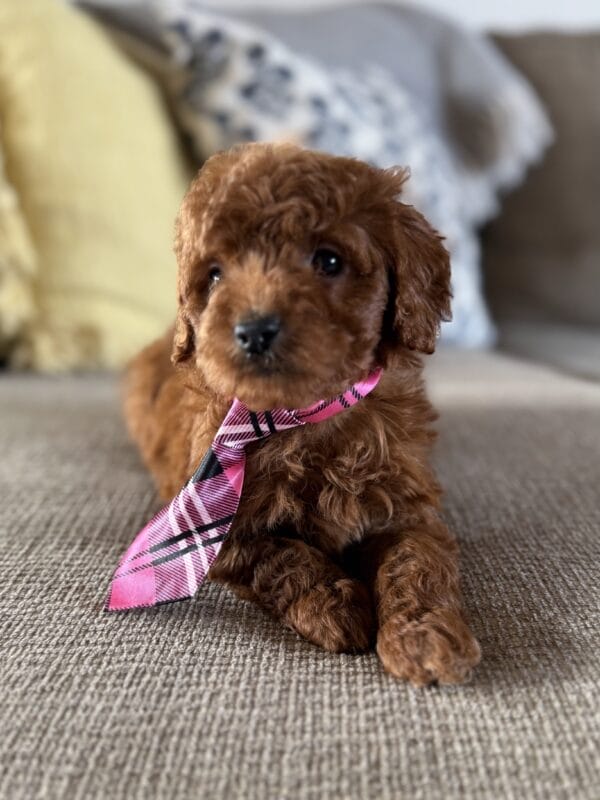 Ollie - Teacup Goldendoodle Boy