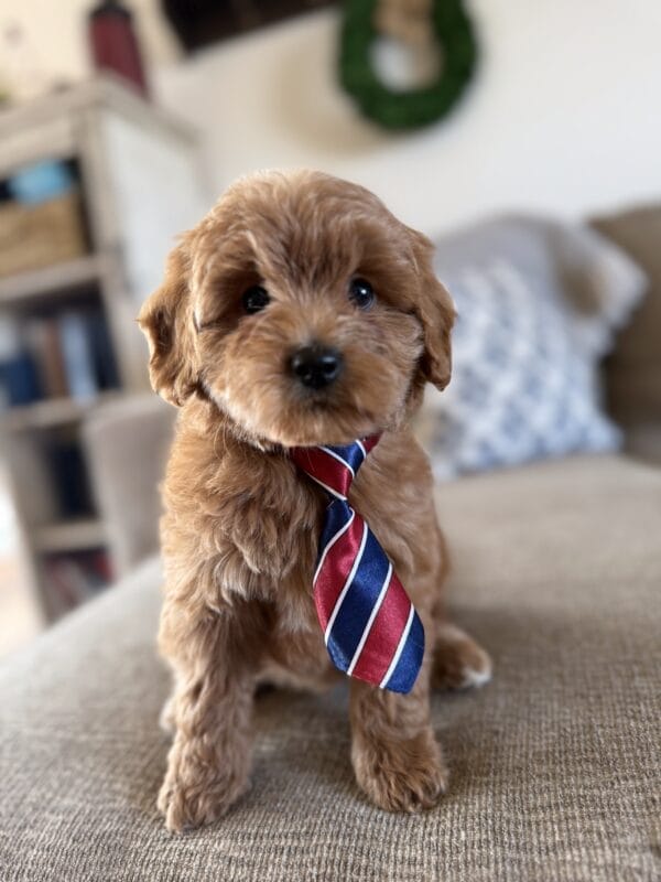 Benny - Toy Goldendoodle Boy - Image 2