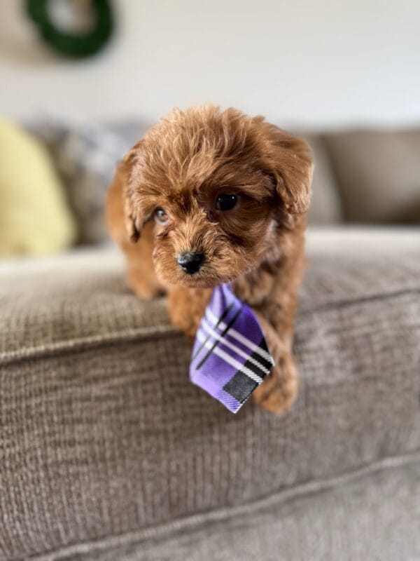 Miles - Teacup Goldendoodle Boy - Image 2