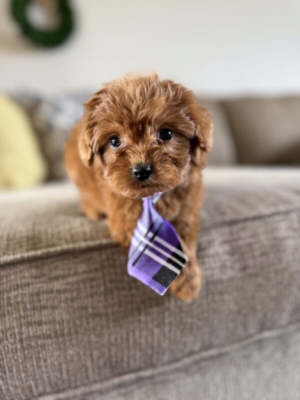 Miles - Teacup Goldendoodle Boy