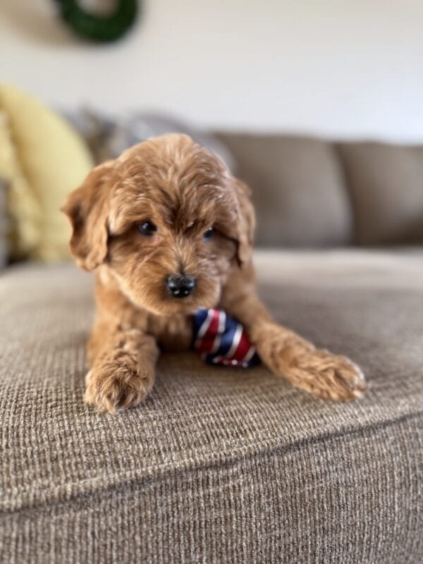 Benny - Toy Goldendoodle Boy - Image 4