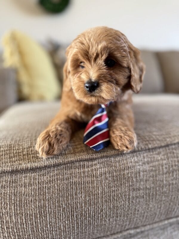 Benny - Toy Goldendoodle Boy - Image 3