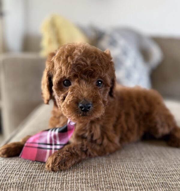 Ollie - Teacup Goldendoodle Boy - Image 6