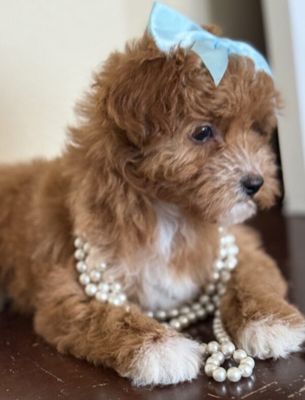 Mae - Micro Goldendoodle Girl - Image 10